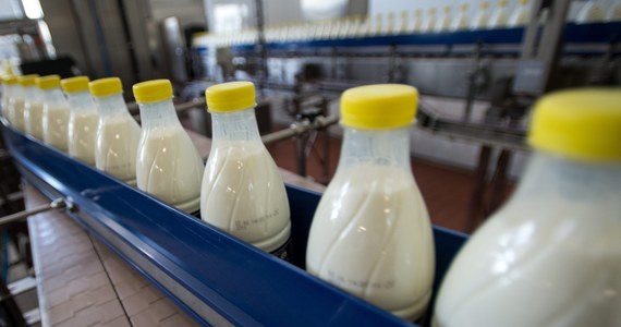 Rzeka polskiego mleka płynie na Białoruś. Sankcje zablokowały dostęp polskim przedsiębiorcom do rynku rosyjskiego, więc korzystają z tego Białorusini i kupują 30 razy więcej naszego mleka.