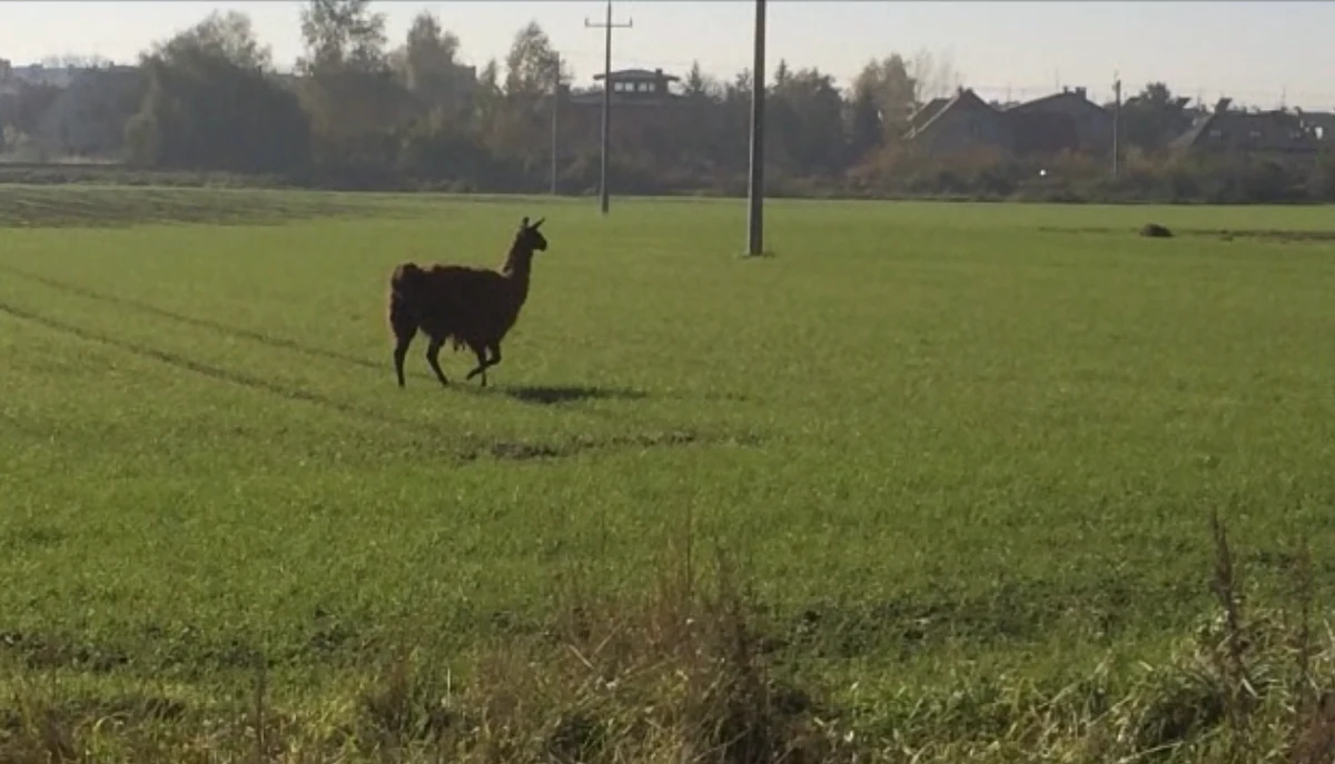 Poranny jogging biegacza z Wrocławia skończył się spotkaniem z lamą. Zwierzę swobodnie biega po Lesie Wojnowskim i okolicznych osiedlach. To nie jest uciekinier z ogrodu zoologicznego. To podopieczny Rolniczego Zakładu Doświadczalnego Swojec.