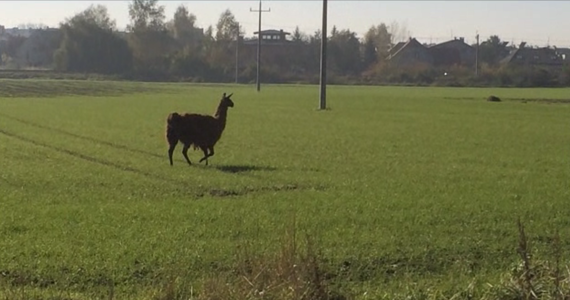 Poranny jogging biegacza z Wrocławia skończył się spotkaniem z lamą. Zwierzę swobodnie biega po Lesie Wojnowskim i okolicznych osiedlach. To nie jest uciekinier z ogrodu zoologicznego. To podopieczny Rolniczego Zakładu Doświadczalnego Swojec.