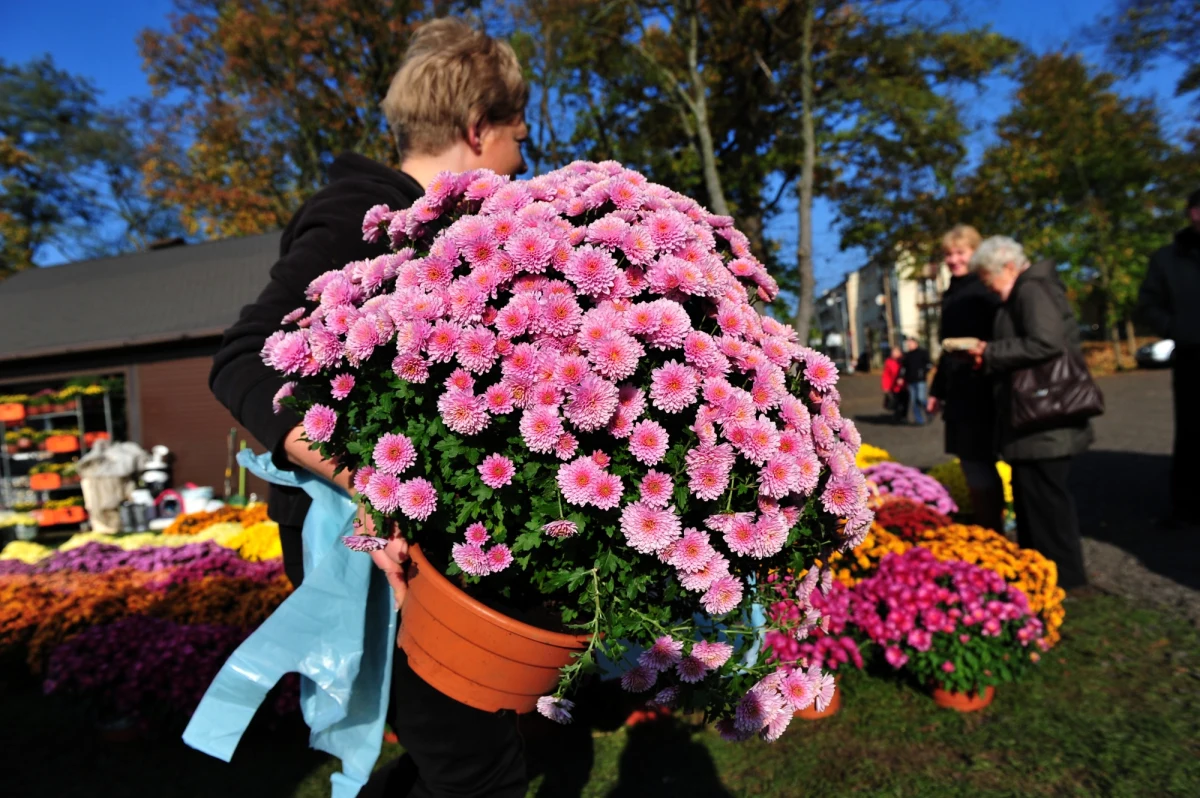 W dniach 1 i 2 listopada w rejonie warszawskich cmentarzy zostaną wprowadzone zmiany w dotychczas obowiązującej organizacji ruchu. Uruchomionych zostanie też łącznie 29 specjalnych linii komunikacji miejskiej, które pojadą w kierunku stołecznych cmentarzy. 