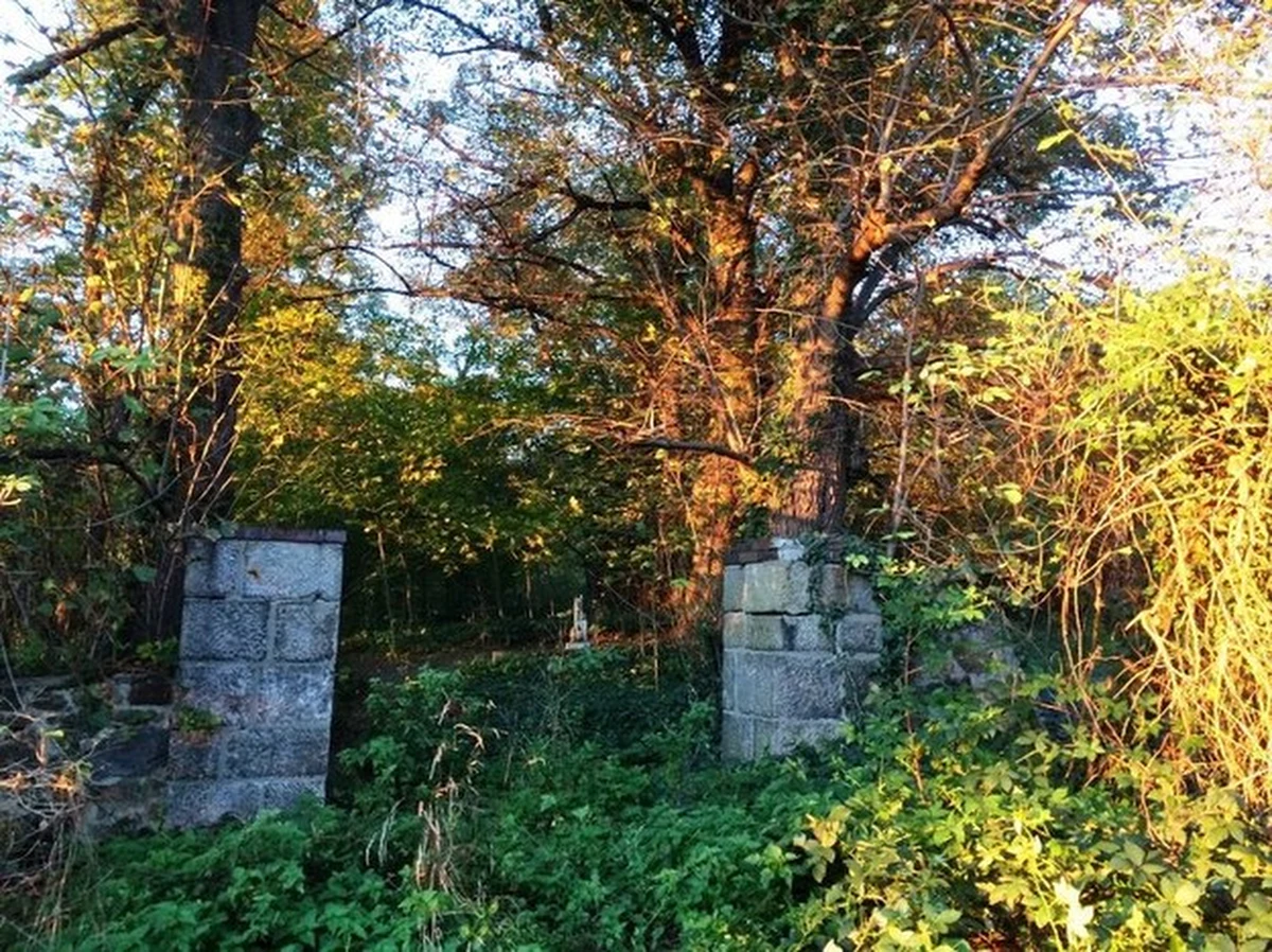 Do tego cmentarza prowadzą jedynie leśne ścieżki. Ze starej drogi, która istniała tutaj kilkadziesiąt lat temu, został tylko jeden kamienny stopień. By dojść do niewielkiej nekropoli we wsi Gołaszyce koło Żarowa na Dolnym Śląsku, trzeba przejść przez niewielki zagajnik. Sam cmentarz jest otoczony kamiennym murem. Ciężko go jednak wypatrzyć w gąszczu zarośli.