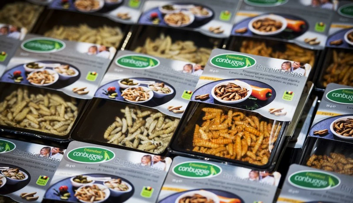 W Holandii druga największa sieć supermarketów wprowadza od nowego roku owady jako produkty jadalne. „Chodzi o stworzenie alternatywy dla mięsa i ryb” – wyjaśnia spółka w wydanym oświadczeniu. 