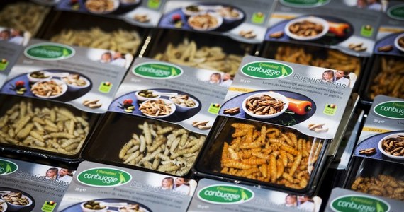 W Holandii druga największa sieć supermarketów wprowadza od nowego roku owady jako produkty jadalne. „Chodzi o stworzenie alternatywy dla mięsa i ryb” – wyjaśnia spółka w wydanym oświadczeniu. 