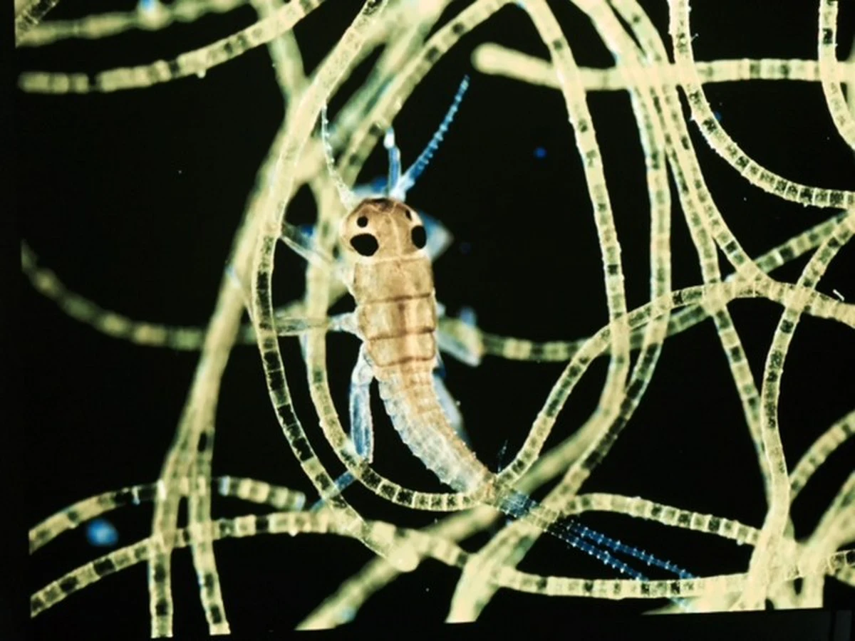 Oko muchy, pyłek akacji i sekrety życia małżoraczka - małego skorupiaka. "Mikroświat" - od dziś w stołecznym Centrum Nauki Kopernik oglądać można nową, niezwykłą wystawę. Eksponaty często są mniejsze niż ziarenko piasku.