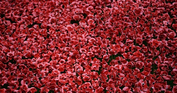Dwiema minutami ciszy uczczono we wtorek w Wielkiej Brytanii 96. rocznicę zakończenia I wojny światowej. Przed Twierdzą Tower w Londynie posadzono ostatnie z prawie 900 tysięcy czerwonych maków.
