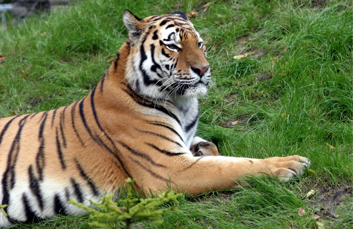 Kolejny, już drugi tygrys Władimira Putina opuścił Rosję. Mimo podjętych starań, nie udało się go zatrzymać i Ustin jest już w Chinach. Na początku października do Chin przedostał się Kuzja. To dwa z pięciu tygrysiąt-sierot, które pod patronatem rosyjskiego prezydenta zostały wychowane w specjalnym ośrodku na Dalekim Wschodzie Rosji i następnie wypuszczone na wolność w maju.