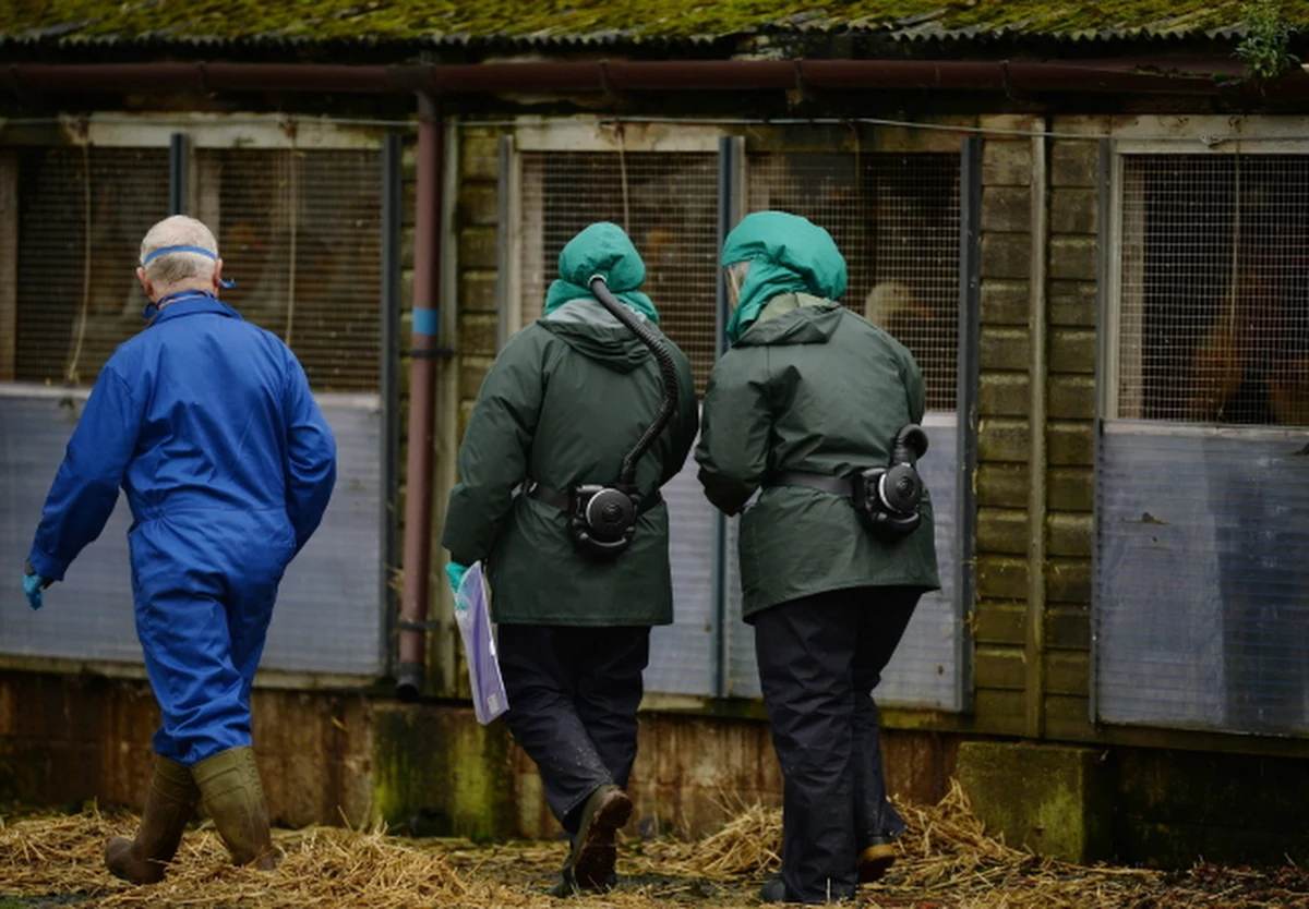 Komisja Europejska wprowadziła natychmiastowe środki zapobiegawcze w związku z pojawieniem się ptasiej grypy w Holandii i Wielkiej Brytanii. Komisja Europejska twierdzi, że dostępne informacje wskazują, że wirus w Wielkiej Brytanii jest prawdopodobnie identyczny z wirusem H5N8 - wysoce zjadliwym szczepem ptasiej grypy znalezionej w Holandii i Niemczech.
