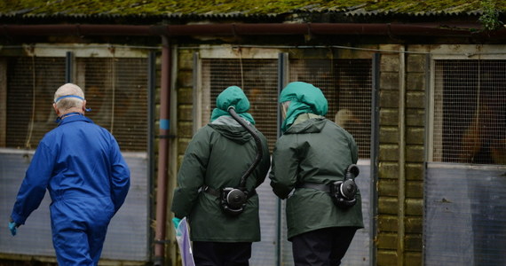 Komisja Europejska wprowadziła natychmiastowe środki zapobiegawcze w związku z pojawieniem się ptasiej grypy w Holandii i Wielkiej Brytanii. Komisja Europejska twierdzi, że dostępne informacje wskazują, że wirus w Wielkiej Brytanii jest prawdopodobnie identyczny z wirusem H5N8 - wysoce zjadliwym szczepem ptasiej grypy znalezionej w Holandii i Niemczech.