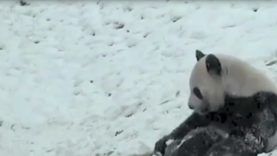 Panda po raz pierwszy bawi się w śniegu