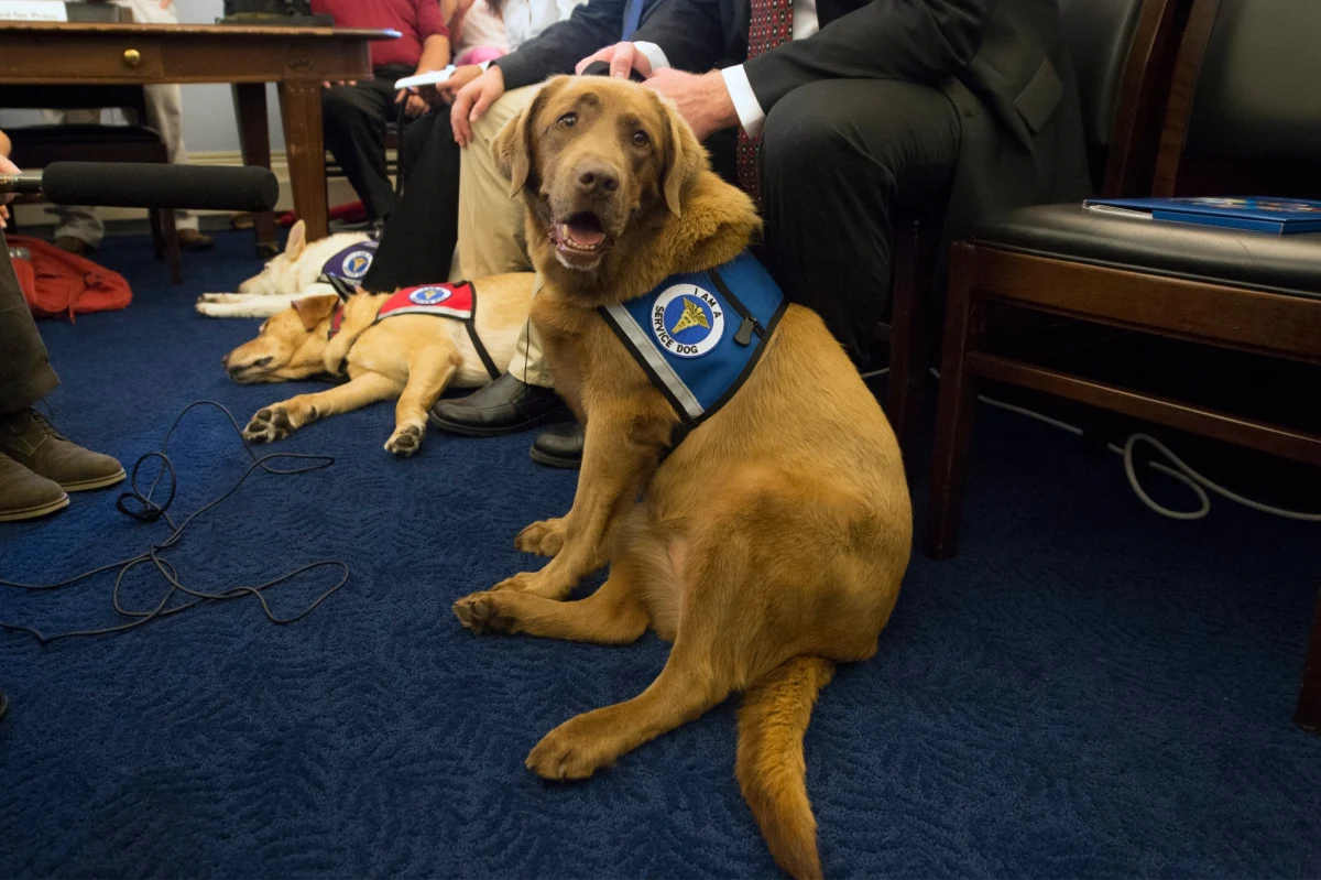 Brytyjski labrador o imieniu Daisy otrzymał medal Błękitnego Krzyża. Pies wywąchał ponad pół tysiąca przypadków raka. To szybka i niezwykle skuteczna metoda diagnostyki. Właścicielką 10-letniej suki jest lekarka Claire Guest. Już od szczenięcego wieku tresowała zwierzaka dając mu wąchać mocz i oddech ludzi, którzy chorowali na raka. 