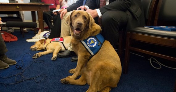 Brytyjski labrador o imieniu Daisy otrzymał medal Błękitnego Krzyża. Pies wywąchał ponad pół tysiąca przypadków raka. To szybka i niezwykle skuteczna metoda diagnostyki. Właścicielką 10-letniej suki jest lekarka Claire Guest. Już od szczenięcego wieku tresowała zwierzaka dając mu wąchać mocz i oddech ludzi, którzy chorowali na raka. 