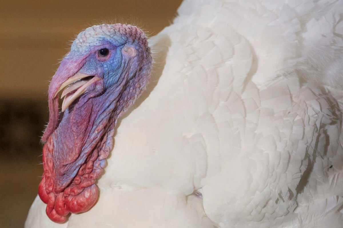 Prawie 50 milionów indyków trafi dziś na stoły Amerykanów. W USA - jak zawsze w ostatni czwartek listopada - przypada najważniejsze święto - Dzień Dziękczynienia. 