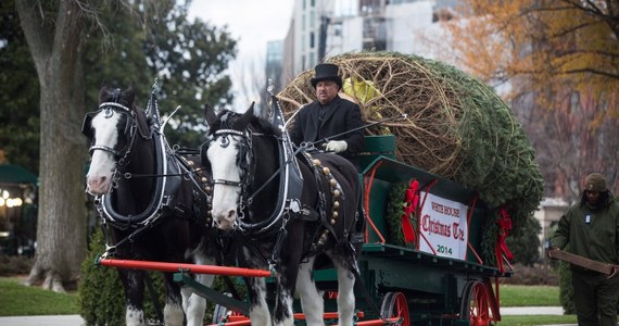 ​W USA oficjalnie rozpoczęto sezon świąteczny. Pierwsza Dama Michelle Obama wraz z córkami odebrały świąteczne drzewko, które stanie na honorowym miejscu w Niebieskim Pokoju Białego Domu.