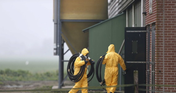Już na czwartej fermie drobiu w Holandii wykryto wirus ptasiej grypy. Nakazano ubój 28 tys. sztuk ptactwa. Nie wiadomo na razie, czy chodzi o wysoce patogenny szczep wykryty ostatnio w Europie i Azji. 