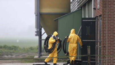 Holandia: Ptasia grypa na kolejnej fermie  