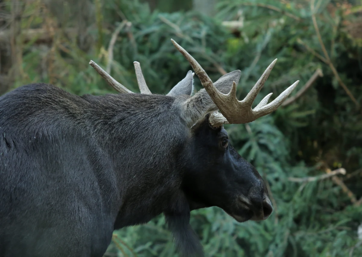 Minister środowiska ma zapłacić kilkunastu rolnikom z województwa podlaskiego w sumie 386,6 tys. zł z odsetkami za szkody wyrządzone w ich prywatnych lasach przez łosie - zdecydował Sąd Okręgowy w Warszawie. Tym samym oddalił apelację resortu. 