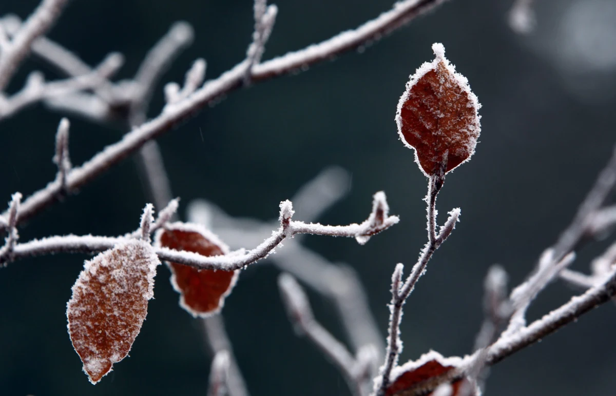 Poniedziałek przyniesie zimową aurę. Niemal we wszystkich regionach kraju spodziewane są opady śniegu. Na chwile ze słońcem raczej nie ma co liczyć. Niebo nad Polską przykryją gęste chmury. Synoptycy ostrzegają też przed mgłami i opadami marznącej mżawki powodującej gołoledź. Na szczęście, na lekką poprawę pogody nie będziemy musieli zbyt długo czekać. Już od wtorku przejaśnień ma być nieco więcej. Termometry będą wskazywać maksymalnie do 4 st. Celsjusza. Noce wciąż z lokalnymi przymrozkami. 