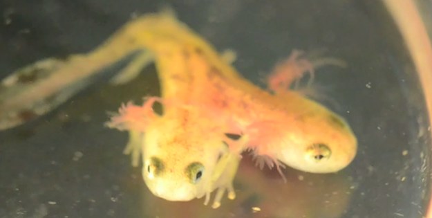 Izraelscy naukowcy z Uniwersytetu w Hajfie poinformowali o niezwykłym odkryciu. Wśród płazów badanych przez nich w uczelnianym laboratorium znalazła się kijanka salamandry z dwiema głowami. Naukowcy nie ustalili jeszcze dokładnej przyczyny tej anomalii. Jak mówią, może to być efekt zanieczyszczenia zbiorników wodnych, promieniowania lub kurczącej się populacji salamander. 


Dwugłowa kijanka to jednak coś więcej niż ciekawostka przyrodnicza – to sygnał, że z naszym środowiskiem dzieje się coś bardzo niedobrego. Jak podkreślają naukowcy, salamandry są niezwykle wrażliwymi stworzeniami, które jako pierwsze reagują na zanieczyszczenie ekosystemu. O ile wcześniej zoolodzy mieli do czynienia z salamandrami z nieprawidłową liczbą odnóży, to dwugłowa kijanka jest prawdziwym ewenementem.