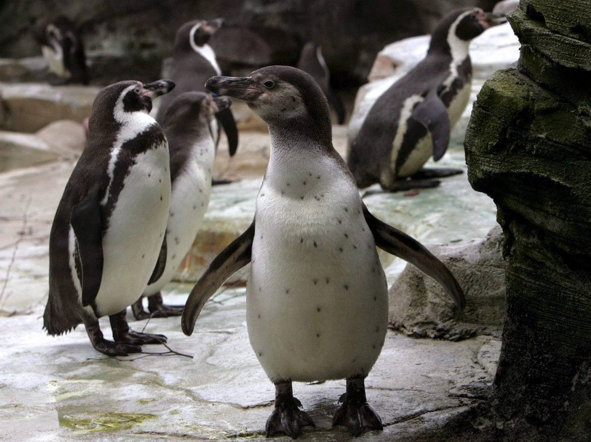 W krakowskim ogrodzie zoologicznym pojawią się pingwiny – donosi “Dziennik Polski”. Dyrekcja zoo uległa namowom zwiedzających, którzy coraz częściej pytają o te ptaki. 