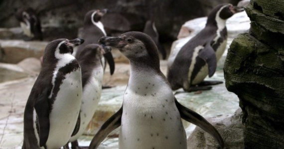 W krakowskim ogrodzie zoologicznym pojawią się pingwiny – donosi “Dziennik Polski”. Dyrekcja zoo uległa namowom zwiedzających, którzy coraz częściej pytają o te ptaki. 