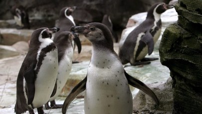Krakowskie zoo na prośbę zwiedzających sprowadzi pingwiny