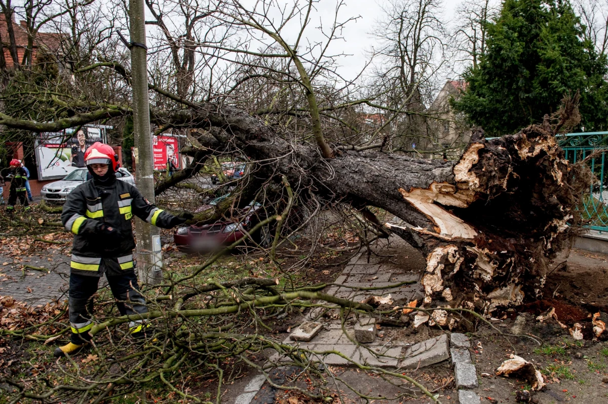 Mazowsze, Wielkopolska, woj. zachodniopomorskie i kujawsko-pomorskie - w tych regionach najbardziej odczuwalny jest silny wiatr. Strażacy wyjeżdżali około 300 razy do usuwania skutków wichury. W pow. łobeskim (woj. zachodniopomorskie) ranne zostały cztery osoby po tym, jak samochód wjechał w konar leżący na drodze. 