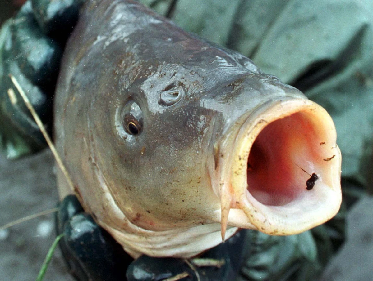 Tanie karpie łypią na klientów z supermarketowych gazetek. Kilogram za 9,99 zł, a nawet 6,99. "To dziwne" - mówią hodowcy wyliczając, że 7 złotych to minimalny koszt samego wyhodowania kilograma wigilijnej ryby. Ale to żaden cud. Przedświąteczna sprzedaż rządzi się swoimi prawami. Zahipnotyzowany przez niedrogiego karpia klient zrobi przecież przy okazji inne zakupy. W imieniu tych, którzy są gotowi wydać więcej i zjeść rodzimego karpia bez posmaku mułu, nasz dziennikarz wybrał się do gospodarstwa rybnego Osada Jurajska pod Krakowem.