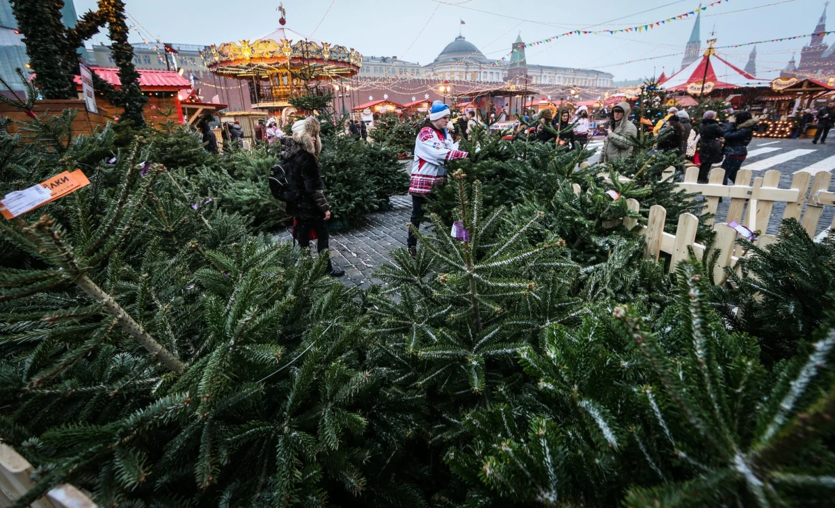 Święta to ciężki czas dla portfela. Da się jednak zaoszczędzić. Także na bożonarodzeniowym drzewku. Choinka wcale nie musi kosztować stu złotych, wystarczy o świerk poprosić… leśników.