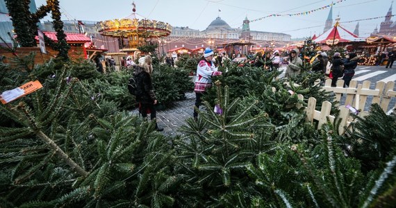 Święta to ciężki czas dla portfela. Da się jednak zaoszczędzić. Także na bożonarodzeniowym drzewku. Choinka wcale nie musi kosztować stu złotych, wystarczy o świerk poprosić… leśników.