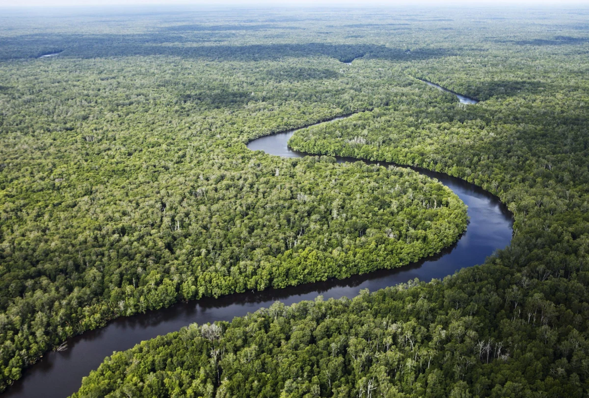 NASA ma dobrą wiadomość na koniec roku. Wyniki najnowszych badań pokazują, że w odpowiedzi na rosnącą ilość dwutlenku węgla w atmosferze, lasy tropikalne pochłaniają go znacznie bardziej intensywnie, niż dotąd myślano. Jak pisze w najnowszym numerze czasopismo "Proceedings of National Academy of Sciences", lasy tropikalne pochłaniają już teraz więcej CO2, niż tajga na Syberii i lasy borealne Kanady i Alaski.