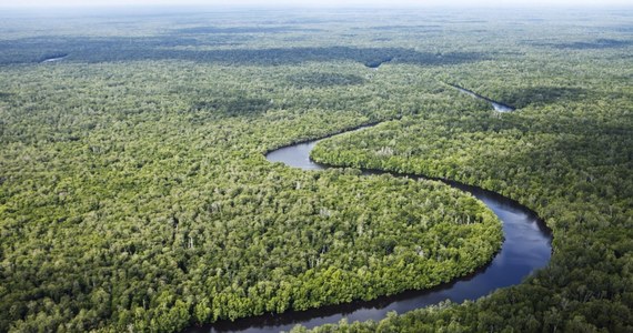 NASA ma dobrą wiadomość na koniec roku. Wyniki najnowszych badań pokazują, że w odpowiedzi na rosnącą ilość dwutlenku węgla w atmosferze, lasy tropikalne pochłaniają go znacznie bardziej intensywnie, niż dotąd myślano. Jak pisze w najnowszym numerze czasopismo "Proceedings of National Academy of Sciences", lasy tropikalne pochłaniają już teraz więcej CO2, niż tajga na Syberii i lasy borealne Kanady i Alaski.