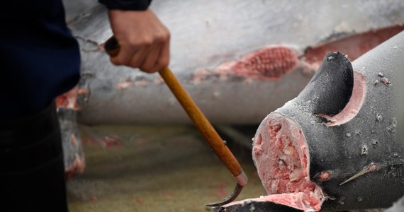 ​Ważący ponad 180 kilogramów tuńczyk błękitnopłetwy został sprzedany na aukcji w Tokio za 4,5 mln jenów (ponad 31 tys. euro). W ubiegłym roku kupiec za ważącego ok. 220 kg tuńczyka musiał zapłacić równowartość 1,1 mln euro.