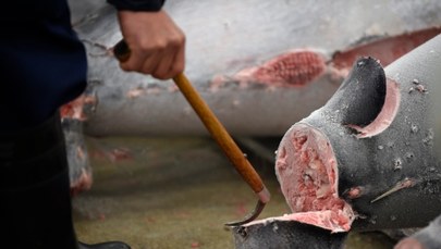 Aukcja w Tokio: 31 tys. euro za tuńczyka