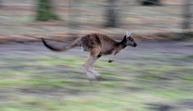 Warszawa: Zbiegła kangurzyca niebezpieczna dla ludzi