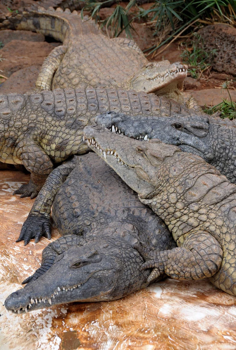 Izrael przeżywa gwałtowny przyrost naturalny krokodyli. Taka sytuacja stwarza zagrożenie dla mieszkańców Doliny Jordanu w północnej części kraju.