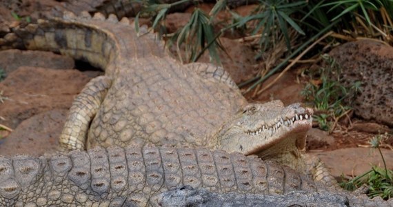 Izrael przeżywa gwałtowny przyrost naturalny krokodyli. Taka sytuacja stwarza zagrożenie dla mieszkańców Doliny Jordanu w północnej części kraju.