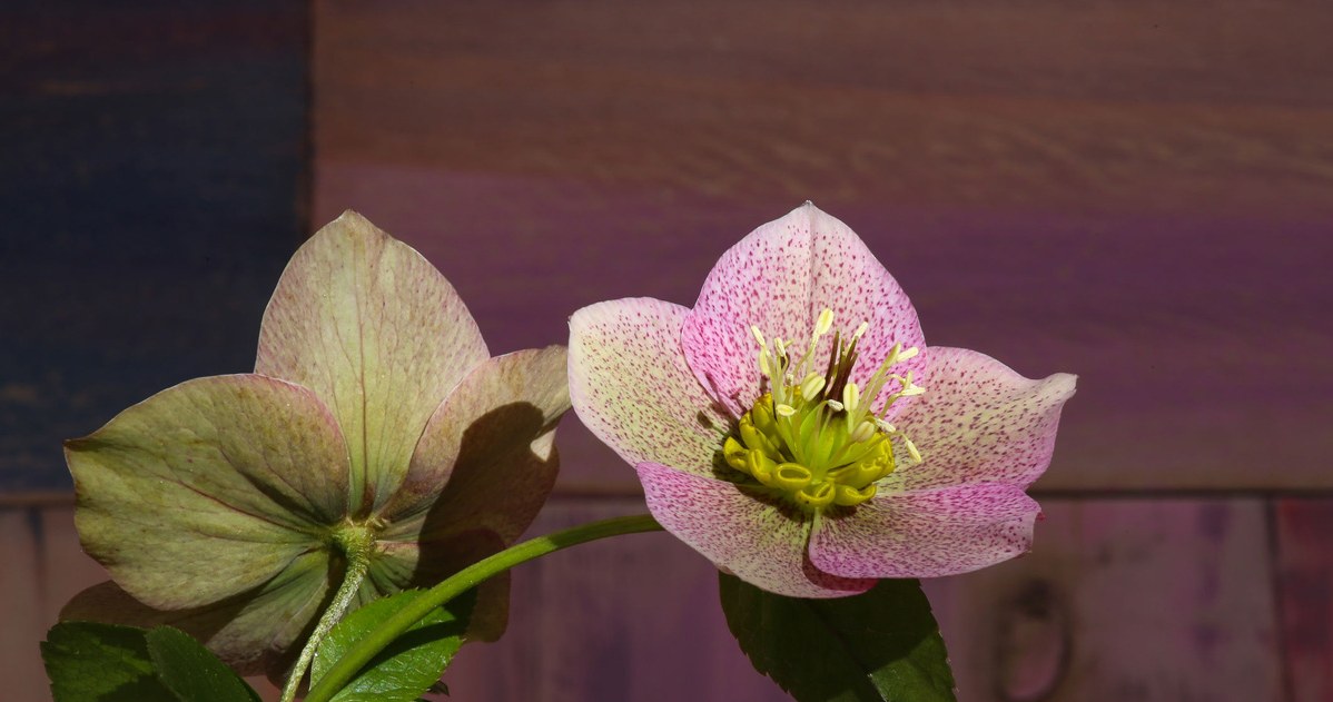 Ładniejsza i mniej kapryśna od grudnika. Ta roślina kwitnie całą zimę