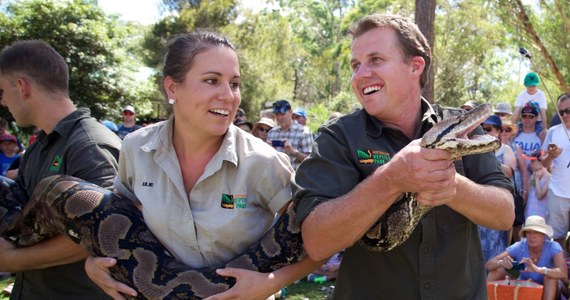 Sześciu pracowników ogrodu zoologicznego w Australii było potrzebnych do zważenia jednego z mieszkańców Australian Reptile Park. Chodzi o pytona o imieniu Atomowa Betty.