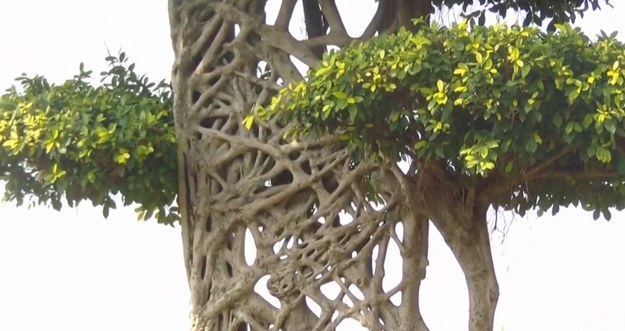 Niesamowite wideo z Chin obiegło światowe agencje prasowe. Autor nagrania zauważył to drzewo podczas spaceru w parku w mieście Nanning w południowych Chinach. Pień tej dziwnej rośliny wygląda jak pajęcza sieć, której sploty stanowią konary.