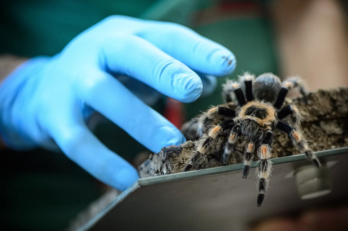 Celnicy znaleźli pająka w bagażu 18-letniego studenta, przekraczającego granicę polsko-ukraińską. Ptasznik czerwonokolanowy, występujący w Meksyku, podlega ochronie gatunkowej na mocy przepisów Konwencji Waszyngtońskiej (CITES), jego przewóz przez granicę wymaga uzyskania odpowiednich zezwoleń. Pająk trafił do zoo w Zamościu, a studenta czeka postępowanie prawne.