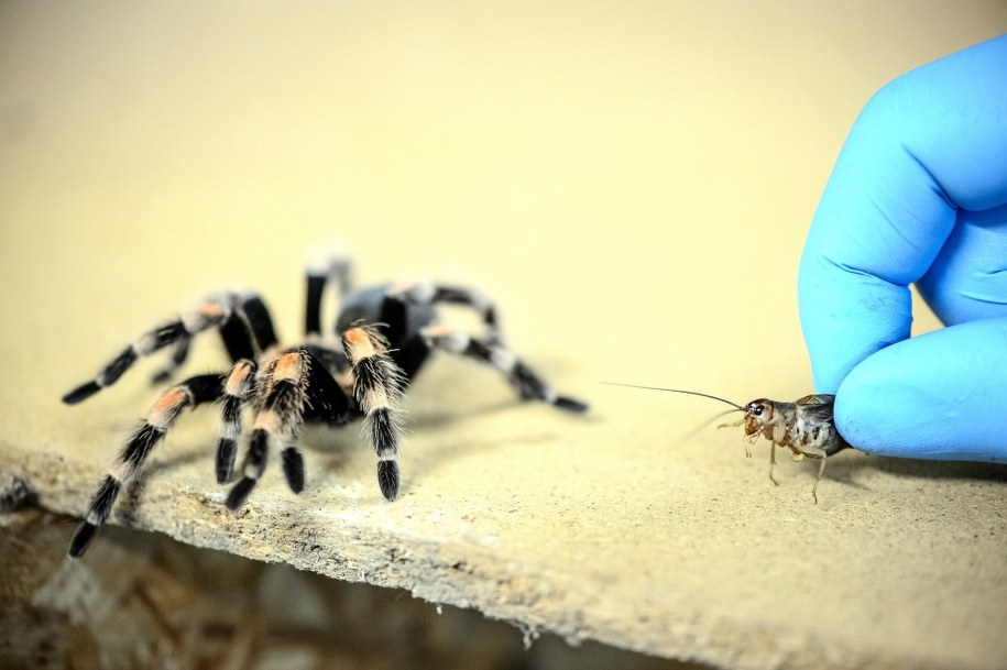 /Wojciech Pacewicz /PAP