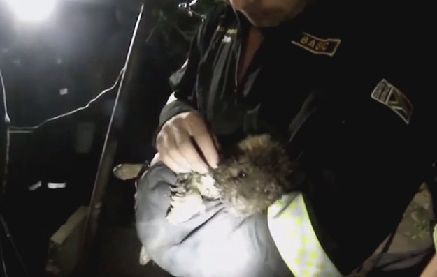 Przejmujące nagranie pokazuje jak ratownicy próbują uratować życie szczeniaka, który podczas burzy wpadł do kanalizacji. Akcja zakończyła się sukcesem, niestety kilka dni po tym zdarzeniu, wycieńczony piesek zdechł. 