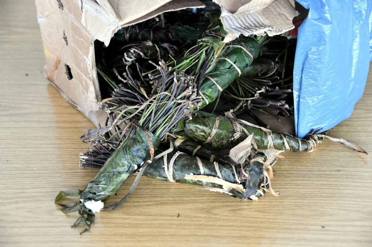 33 kilogramy czuwaliczki jadalnej, czyli narkotycznej rośliny produkowanej w Afryce, zostały przejęte na lotnisku im. Chopina w Warszawie - dowiedział się reporter RMF FM. Czuwaliczka, znana jako khat, jest w Polsce zakazana. 