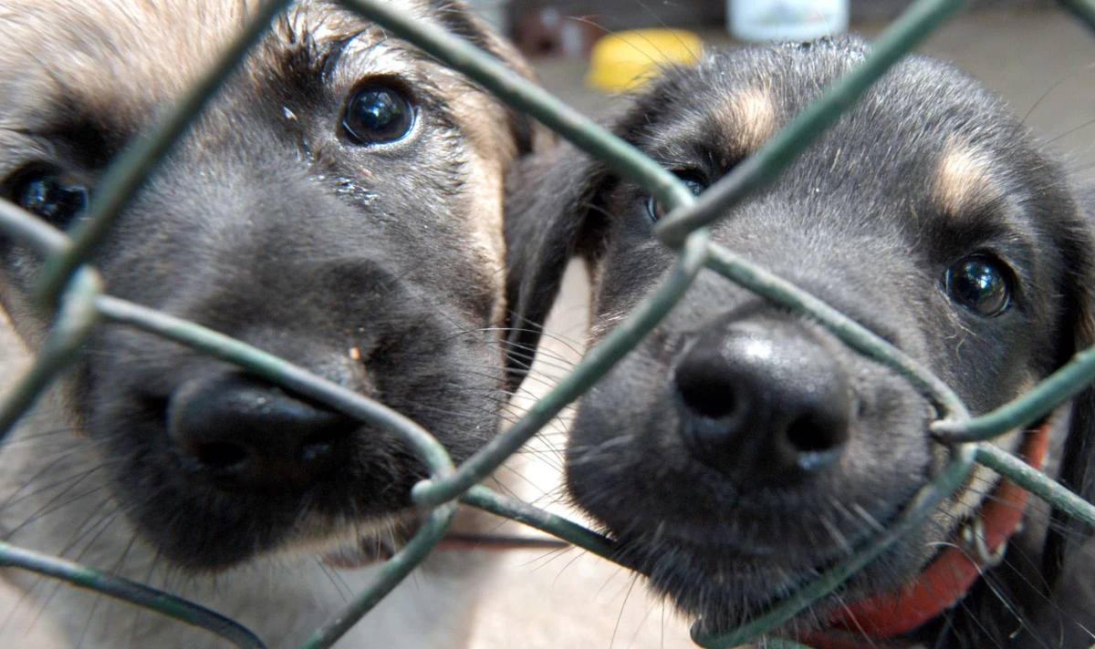 Zabił psa, znęcał się nad kolejnymi siedmioma. Zarzuty usłyszał 54-latek z Gdańska, który w szczelnie zawiązanej reklamówce wyniósł z domu 8 szczeniaków. Policję zawiadomił syn mężczyzny.
