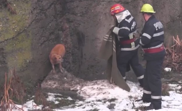 W mieście Dej w północnej Rumunii miała miejsce niecodzienna akcja ratunkowa. Mały, rudy kundelek w niewyjaśniony sposób znalazł się w korycie rwącej rzeki – i nie potrafił się stamtąd wydostać. Na ratunek psiakowi ruszyli strażacy, którym udało się zawinąć go w koc i bezpiecznie przetransportować na suchy ląd.


„Zostaliśmy wezwani na pomoc psu. Gdyby nie udało mi się go uratować, utonąłby” – skomentował całe zajście jeden ze strażaków biorących udział w akcji. Wideo z interwencji obiegło portale społecznościowe, stając się prawdziwym hitem.