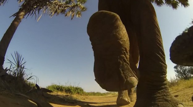 Chris Bray, specjalizujący się w fotografowaniu dzikiej przyrody, wybrał się na wycieczkę do Kenii. Jak zwykle podczas pracy, umieścił swoją kamerkę GoPro na zdalnie sterowanym samochodzie-zabawce, w nadziei na zarejestrowanie ciekawych ujęć. Nie przypuszczał jednak, że nie spodoba się to znajdującemu się w pobliżu olbrzymiemu samcowi słonia… Chociaż noga potężnego zwierzęcia zmiażdżyła samochodzik, kamerka jakimś cudem przetrwała. „Zachwycił mnie widok powoli opuszczającej się stopy słonia. To zapewne ostatnia rzecz, jaką widzą setki małych insektów, które spotyka on na swojej drodze” – napisał Chris na jednym z portali społecznościowych.