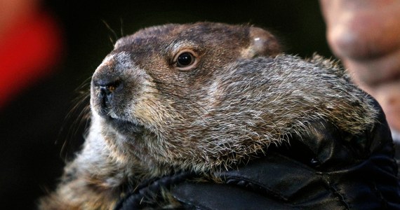 Najsłynniejszy amerykański świstak Phil w miejscowości Punxsutawney w Pensylwanii zobaczył swój cień! Wróży to, że zima potrwa jeszcze sześć tygodni.