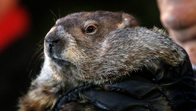 Świstak Phil zobaczył swój cień. Zima będzie…