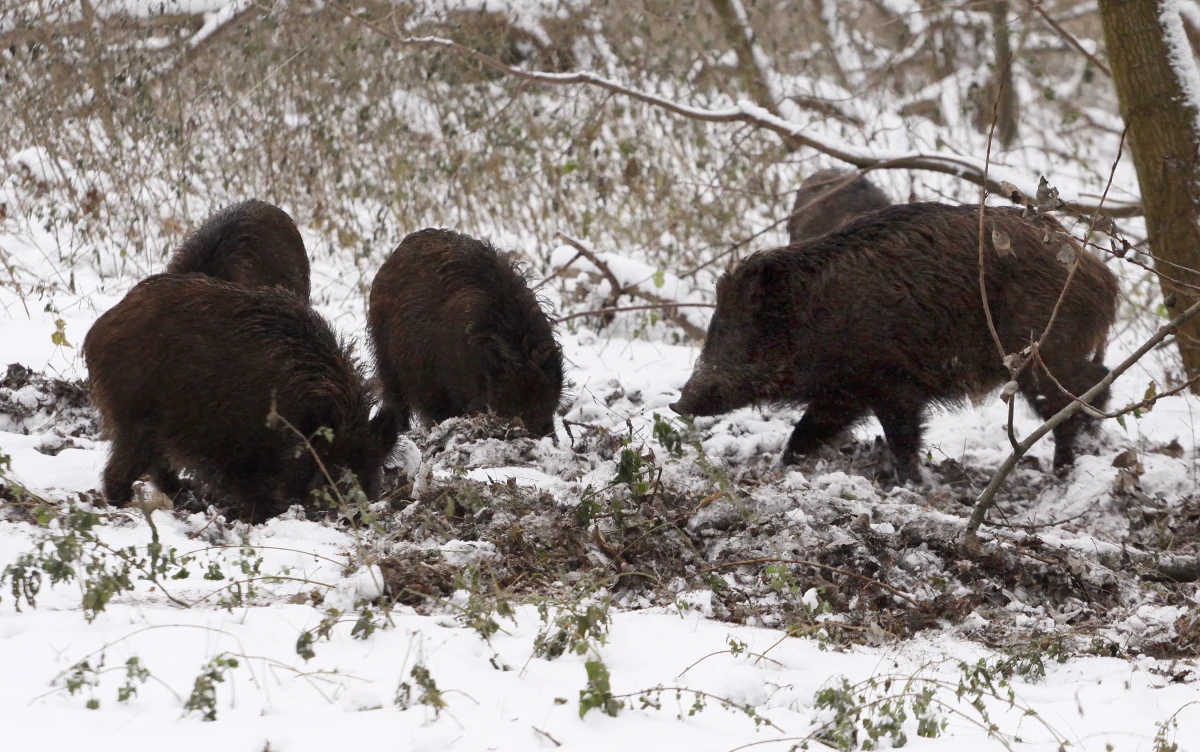 Polska może stracić unijne pieniądze na walkę z afrykańskim pomorem świń. Stanie się tak, jeżeli rzeczywiście rozpocznie masowe wybijanie dzików - ustaliła nasza korespondentka w Brukseli. 