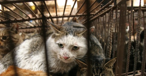 W Hanoi wybito i zakopano tysiące kotów, przemycanych z Chin do Wietnamu z przeznaczeniem do tamtejszych restauracji. Według nieoficjalnych informacji część zwierząt zakopano żywcem. 